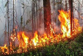 На Кубани спасатели потушили за ночь сразу два лесных пожара