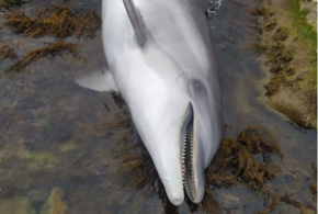 На побережье Черного моря погибли два дельфина