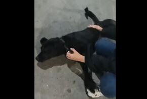 Пес, которого душил охранник сочинского отеля, выжил ВИДЕО