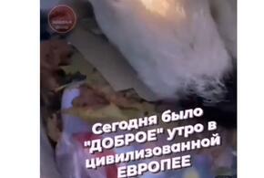 В мусорных баках Краснодара нашли мертвых собак ВИДЕО