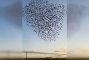 В небе над Анапой стая птиц устроила воздушное шоу ВИДЕО