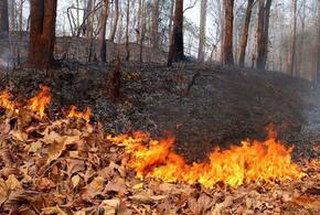 В Туапсинском районе горит лес