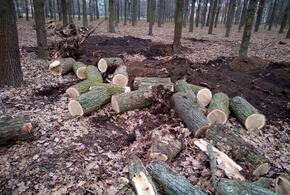 На Кубани дровосек-нелегал нарубил деревьев почти на 4 миллиона рублей