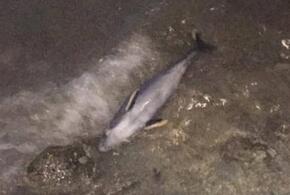 На пляже Геленджика обнаружили мертвого дельфина