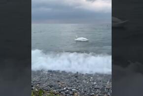Отдыхающие сняли, как в Черном море плавал одинокий белый лебедь