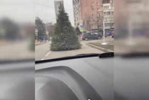 По дорогам Краснодара сегодня каталась елка