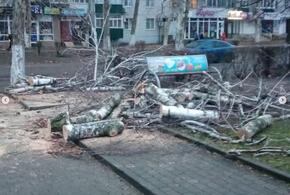 В Белореченске ураган повалил деревья и обесточил котельные