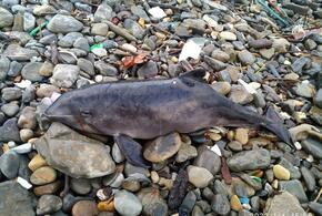 На пляжах Черного моря обнаружили мертвых китообразных 