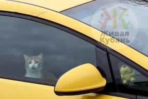 В Краснодаре кошка устроила «автосеренаду» ВИДЕО