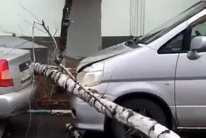 В Краснодаре на машины рухнуло дерево ВИДЕО