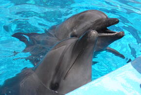 В Краснодарском крае дельфин до смерти забил самку афалины