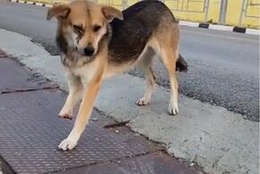 В Новороссийске спасли искалеченного пса
