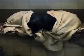 Жители Сочи укутали местных собак одеялами ВИДЕО 