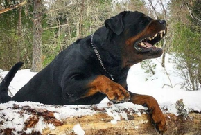 В Краснодарском крае собака насмерть загрызла хозяйку 