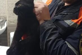 В Новороссийске перепуганный кот застрял в трубах уборной