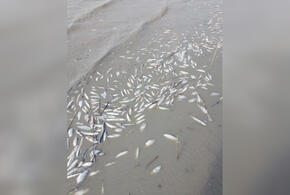В Щербиновском районе Кубани произошла массовая гибель рыбы