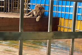 Зоопарк Анапы, где живет лев, проверит прокуратура 