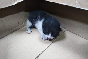В Новороссийске слепого котенка достали из-под потолка магазина
