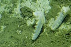 В Тихом океане обнаружили новые «нетипичные» бактерии