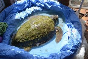 Найденная на пляже Анапы огромная черепаха погибла