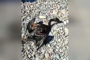 Росприроднадзор: в море под Анапой, где нашли испачканную мазутом птицу, нефти нет