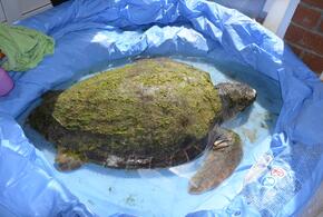 Спасенная в Анапе черепаха дышит раз в 5 минут, но жива ВИДЕО