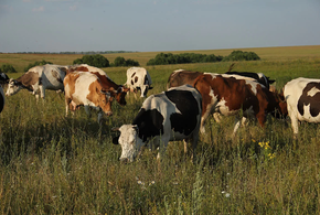 Станичникам Крымского района Кубани стало негде пасти своих коров ВИДЕО