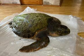 В Анапе спасают гигантскую черепаху, выброшенную на берег ВИДЕО