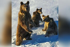 В горах Сочи фотограф снял проснувшихся медведей ВИДЕО