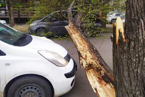 В Краснодаре ураганный ветер за ночь поломал и повалил десятки деревьев ВИДЕО