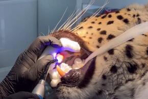 В нацпарке Сочи отремонтировали клыки леопарду ВИДЕО
