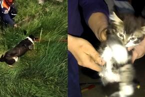 В Новороссийске спасатели достали из ливневки котенка и собаку