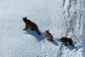 В окрестностях Красной Поляны медведица с детенышами ищут еду ВИДЕО