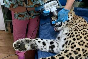 В Сочи юной самке леопарда сделали операцию