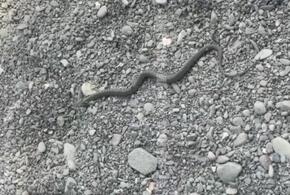 Курортников в Сочи шокировала змея, ползущая по городскому пляжу ВИДЕО