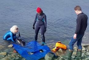 В Джубге погиб дельфин, которого пять дней пытались спасти волонтеры