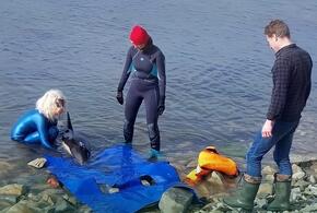 В Джубге пятый день пытаются помочь дельфину-белобочке