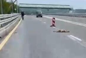В Геленджике на трассе убита молодая козуля ВИДЕО
