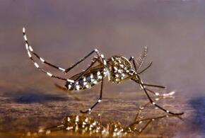 Комаров назвали главными переносчиками конго-крымской лихорадки
