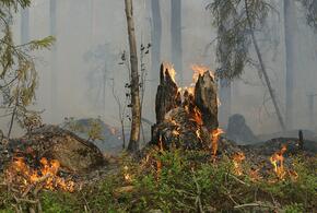 На Кубани объявлен самый высокий 5 класс пожароопасности