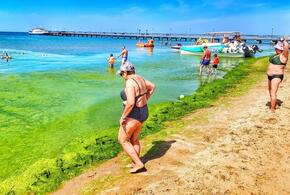 Пляжи Анапы не чистят от водорослей
