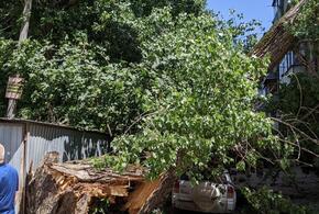 В центре Краснодара дерево упало на многоэтажку и машину