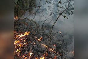 В Геленджике горел лес в районе парка «Олимп»
