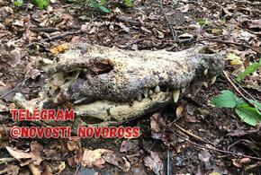 В лесах Геленджика нашли мертвого крокодила ВИДЕО