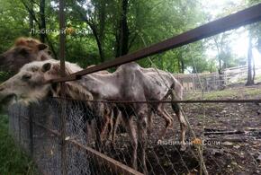 В одном из сафари-парков Сочи содержатся истощенные животные