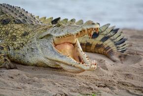 В реке у жилых домов заметили крокодила ВИДЕО