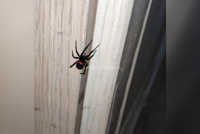 Ядовитый паук заполз в дом жительницы Кубани
