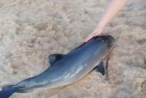 На берег Азовского моря в Голубицкой выбросило мертвого дельфина