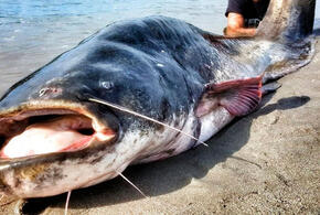 На Кубани рыбаки поймали сома, который весит 70 килограммов ВИДЕО