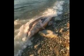 На пляже под Геленджиком некому убрать убитого дельфина ВИДЕО